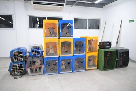 Operação resgata 24 cachorros em situação de maus-tratos em Manaus