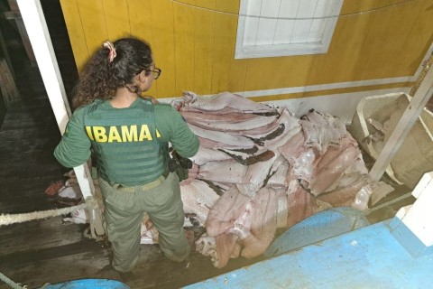 Ibama realiza Operação Gaspar I na RDS Piagaçu-Purus para combater pesca e caça ilegais